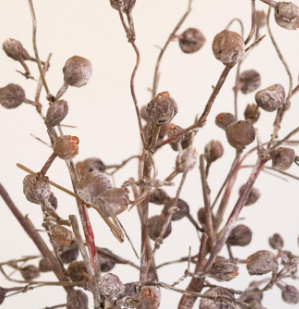 Pod Branch