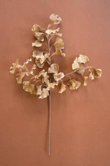 Fall Ginko Stem