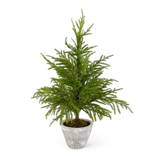 34" Norfolk Pine Tree in Gray Pot