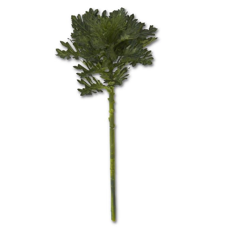 Green Cabbage Stem