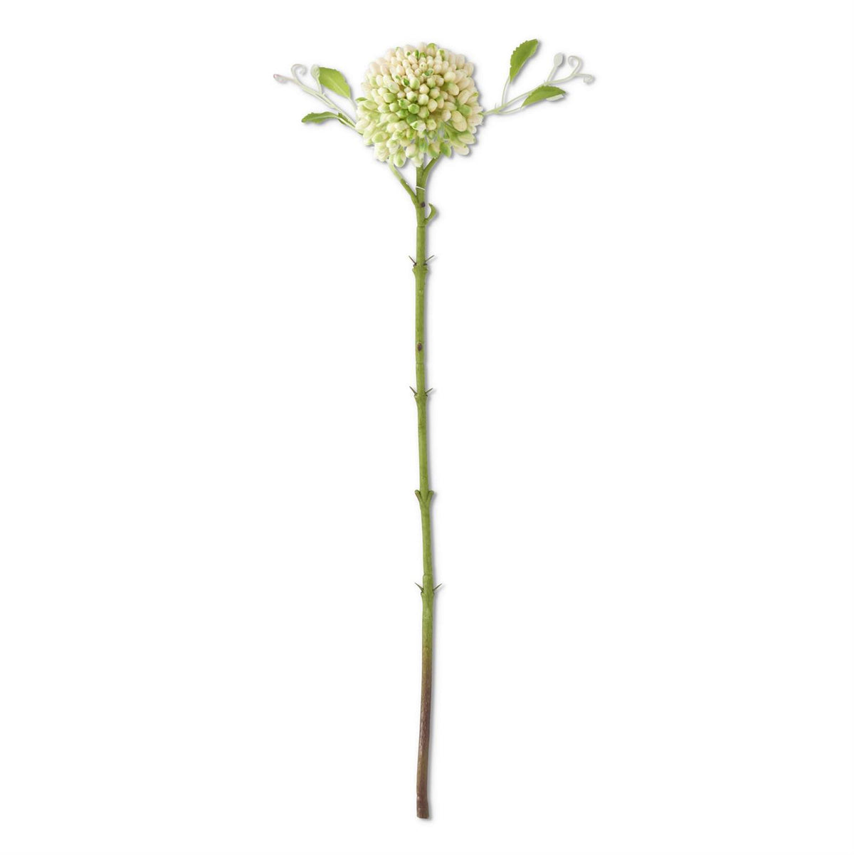RT Sedum Stem