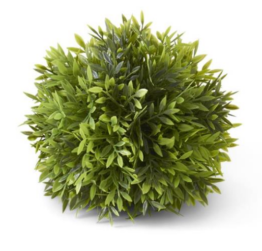 6" Podocarpus Ball