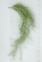 Artificial Green Moss