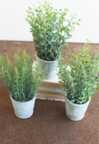 Artificial Herbs In Cement Pot - 3 STYLES