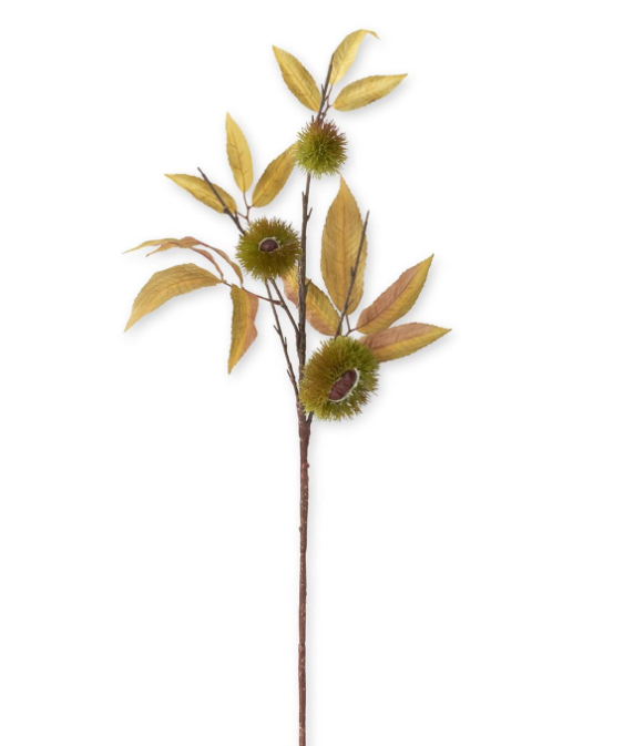 35" Pod Beech Branch