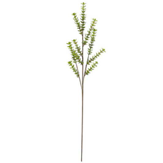 Privet Foliage Stem