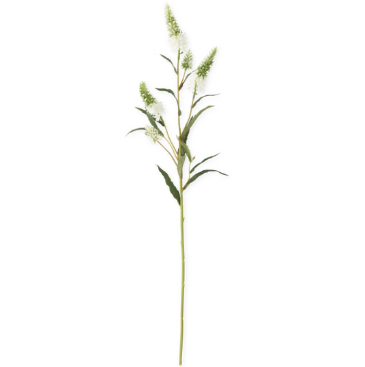 White Pineapple Lily Stem