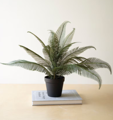Phoenix Plant in Black Pot