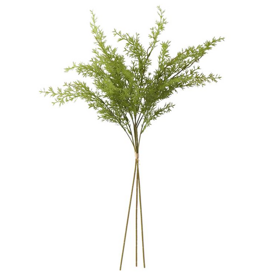 Water Sprite Fern Bundle
