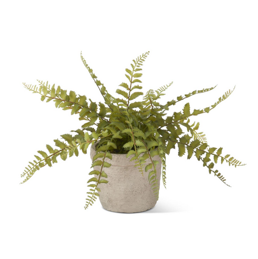 Fern in Weathered Cement Pot w/ Moss