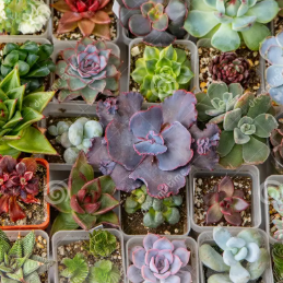 Stone Potted Assorted Succulents LIVE