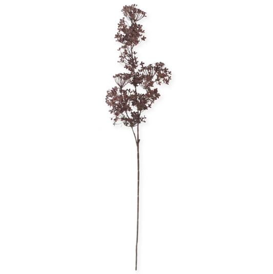 Brown Sedum Stem